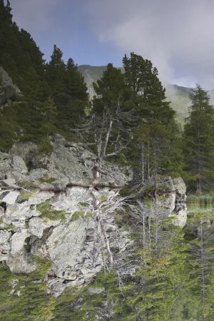 Gerhard-Gruber-Rocky Trees-2 -Austria